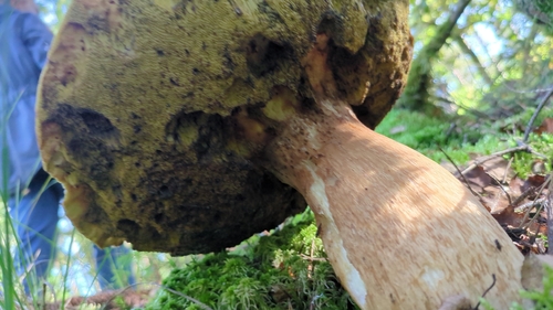 King Bolete