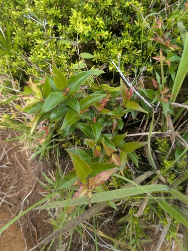 Decaspermum fruticosum observed 2026-09-05