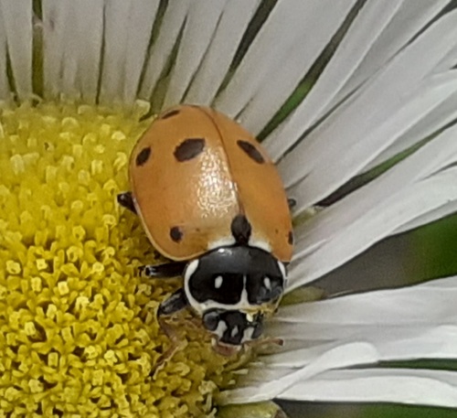 Variegated Lady Beetle