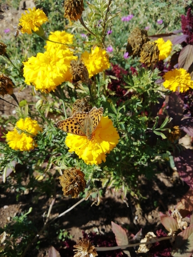 Queen of Spain Fritillary