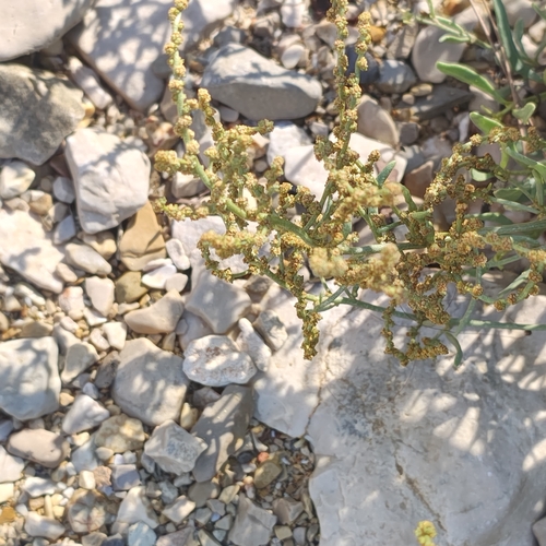 Sea-purslane