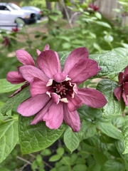 Calycanthus