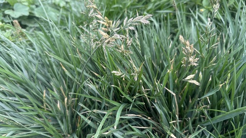 Lolium pratense observed 2026-09-19