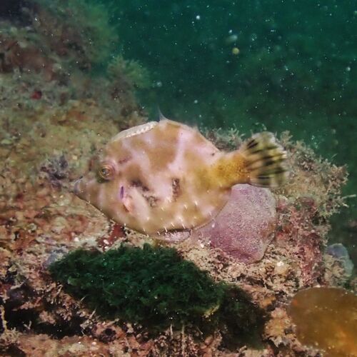 Acreichthys tomentosus observed 2026-09-27
