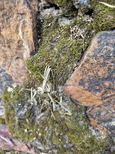 Actiniopteris radiata, 2026-09-27