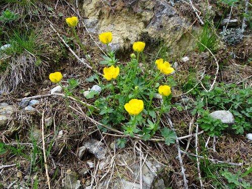 Image of Ranunculus montanus by (c) Christian Berg, some rights reserved (CC BY)