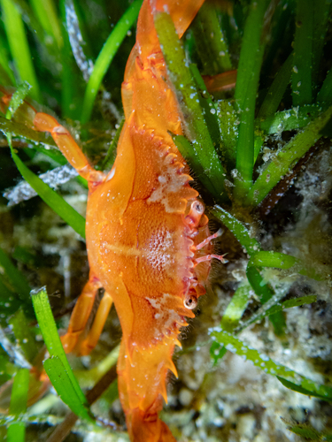Portunus pubescens observed 2026-03-25