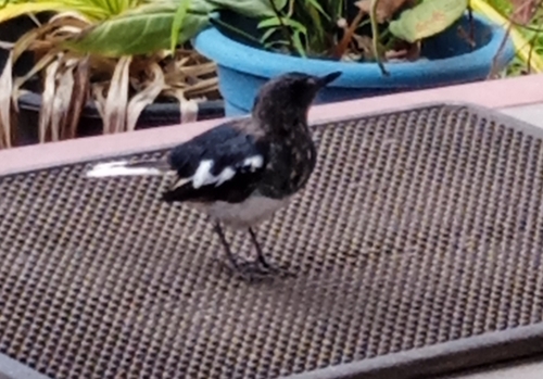 Oriental Magpie-Robin