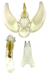 Prorella albida