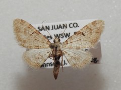 Prorella albida
