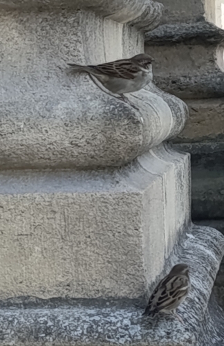 House Sparrow
