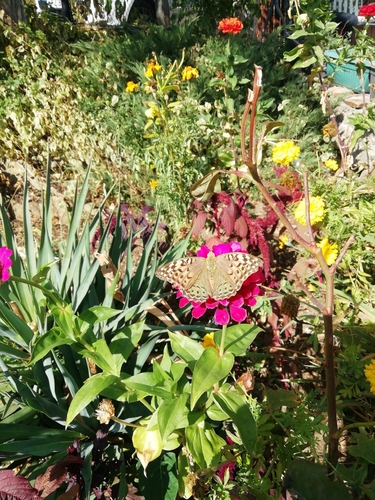Cardinal Butterfly