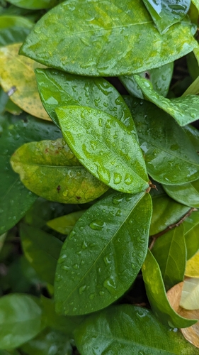 Ficus punctata observed 2026-09-27