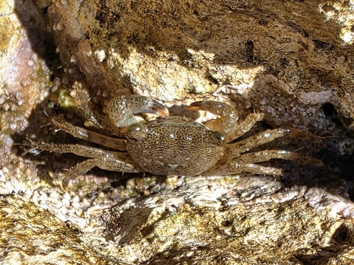 Marbled Crab