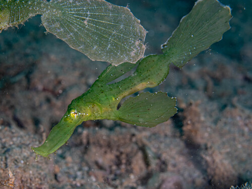 Solenostomus cyanopterus observed 2026-09-24