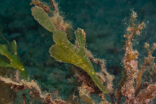 Solenostomus cyanopterus observed 2026-09-24