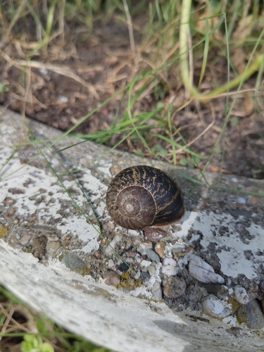 Garden Snail