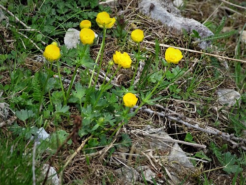 Image of Ranunculus montanus by (c) Christian Berg, some rights reserved (CC BY)