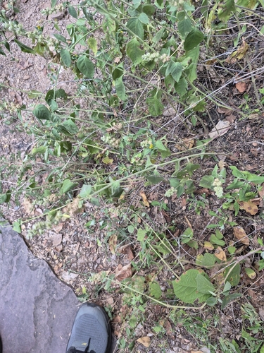 Pupalia lappacea, 2026-09-27