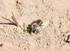 Andrena bradleyi