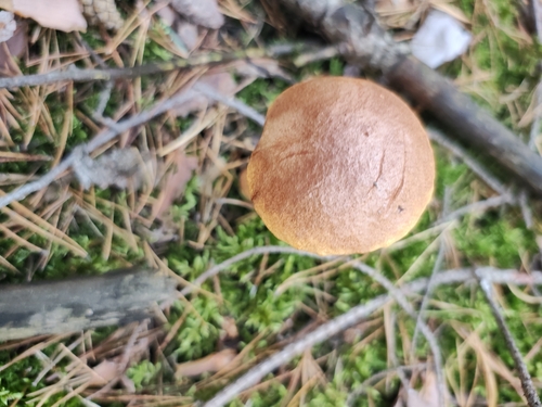 Aureoboletus projectellus