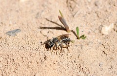 Andrena bradleyi