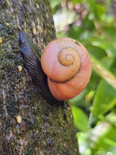 Giant Land Snail
