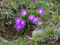 Primula clusiana