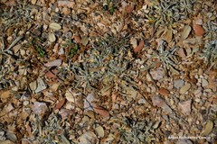 Convolvulus lineatus