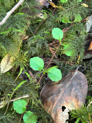 Linnaea borealis