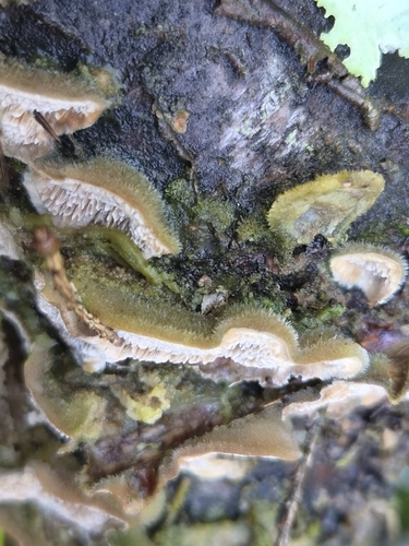Mossy Maze Polypore