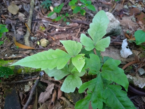 Tectaria subtriphylla observed 2026-09-27