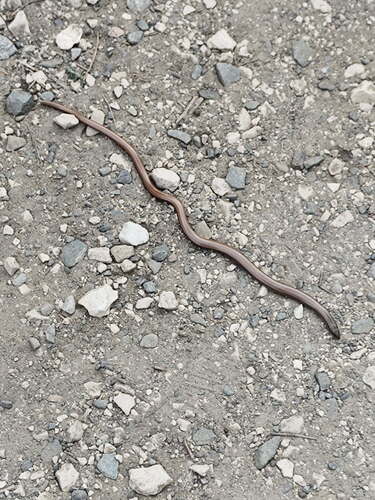 Italian Slowworm