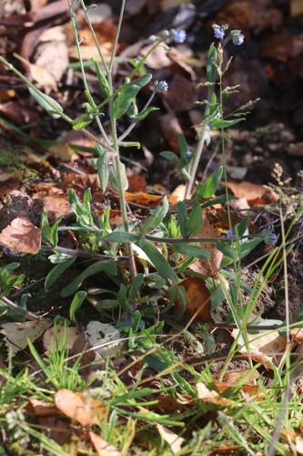 Myosotis arvensis observed 2026-09-27