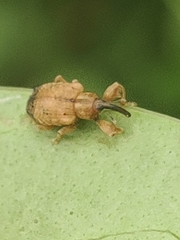 Image of Ochyromera ligustri