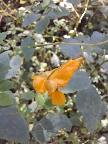 common jewelweed
