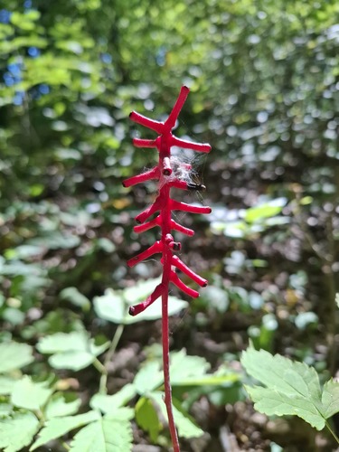 white baneberry