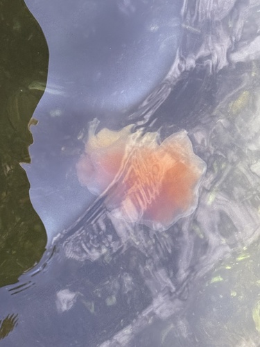 Lion's Mane Jelly