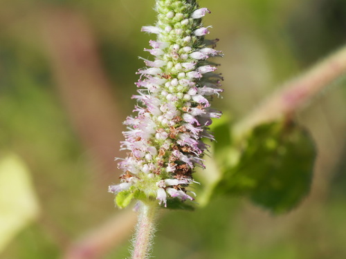Pogostemon auricularius observed 2026-09-27