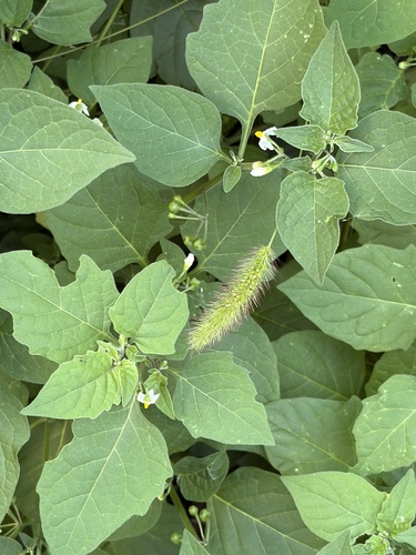black nightshade