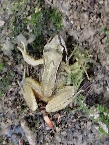European Common Frog