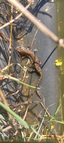 Alpine Newt