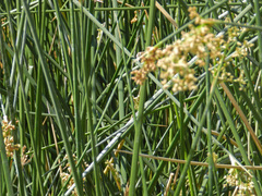 Schoenoplectus americanus