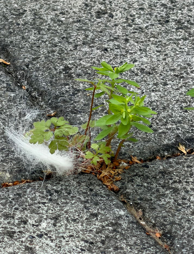 Petty Spurge