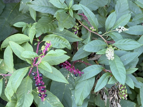 American pokeweed