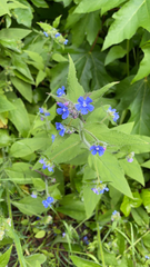 Pentaglottis sempervirens