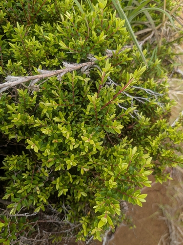 Myrtella bennigseniana observed 2026-09-05