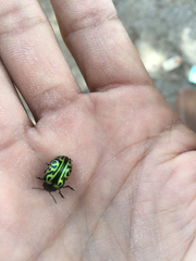 Calligrapha mexicana