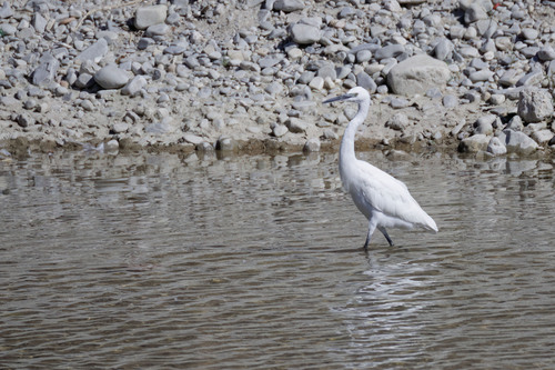 Little Egret