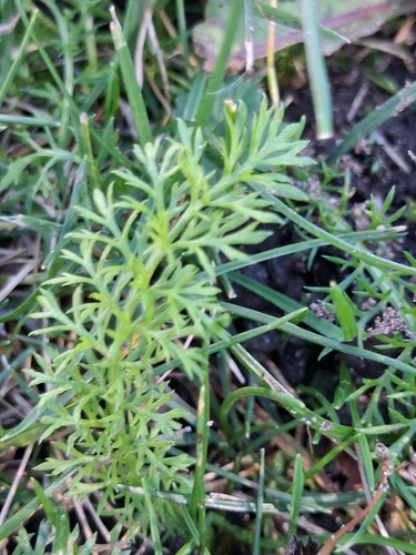 common yarrow